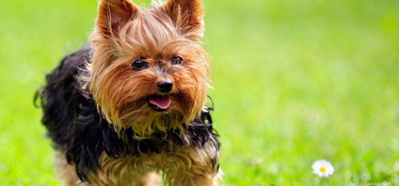 I cani possono convivere con i tumori dei mastociti?