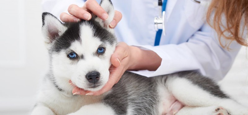 Kan hundar leva med megaesophagus?