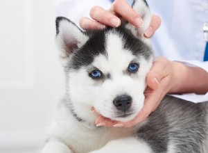Могут ли собаки жить с мегаэзофагусом?