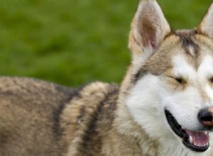 Могут ли собаки жить без глаз?