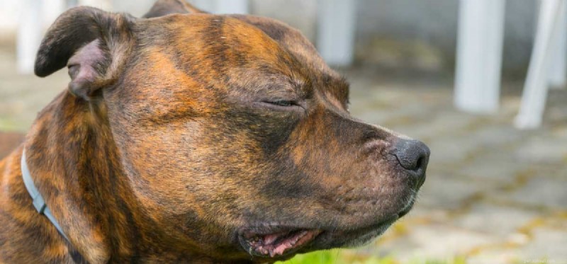 I cani possono vivere senza occhi?