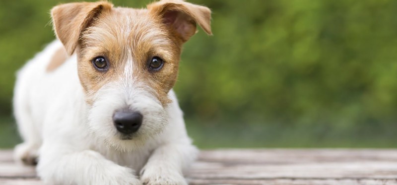 Mohou psi žít bez sleziny?