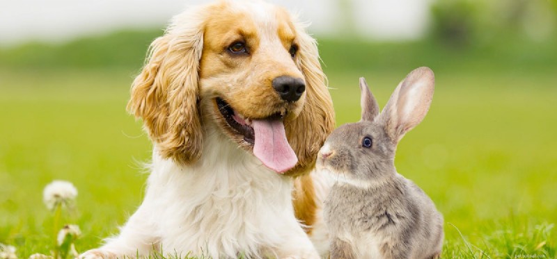 Kan hundar leva med kaniner?