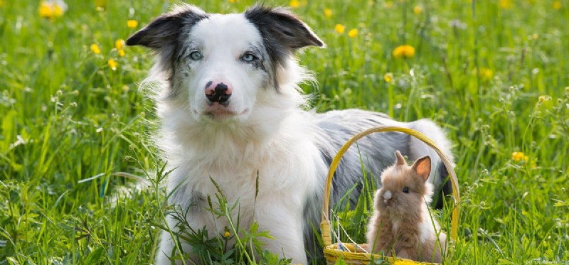 Kan hundar leva med kaniner?