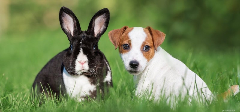 개는 토끼와 함께 살 수 있습니까?