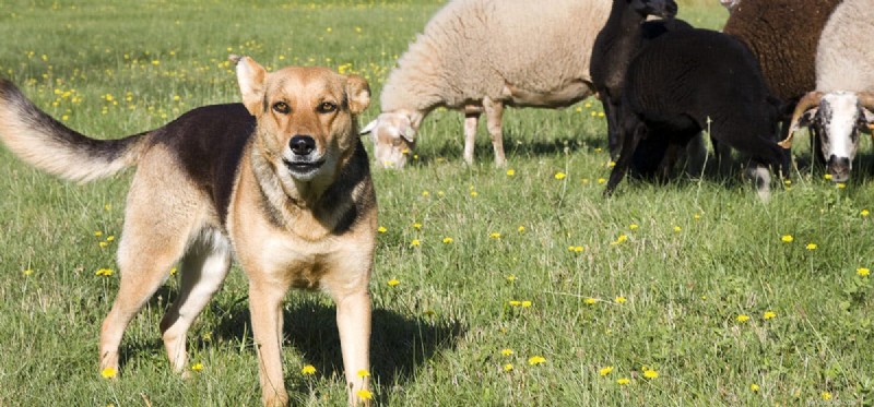 Les chiens peuvent-ils vivre avec des moutons ?