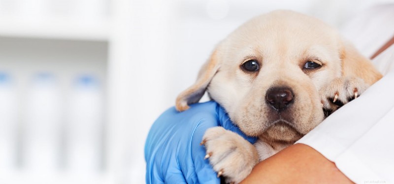 Kan hundar leva med vestibulär sjukdom?