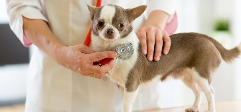 Kunnen honden leven met vestibulaire ziekte?