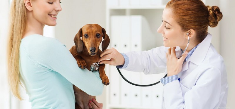 Kan hundar leva med vestibulär sjukdom?