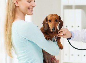 Mohou psi žít s vestibulární nemocí?