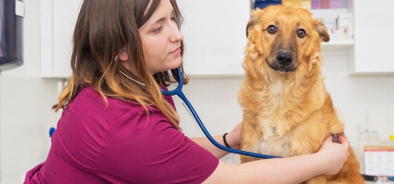 Os cães podem viver com doença vestibular?