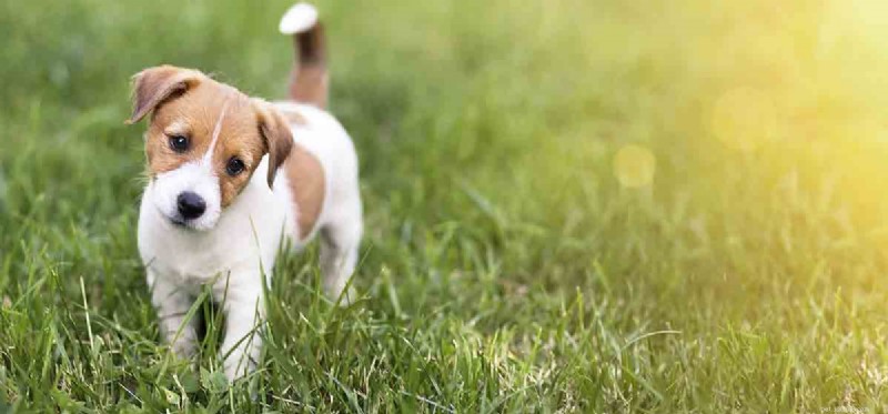 Mohou psí nosy běhat?