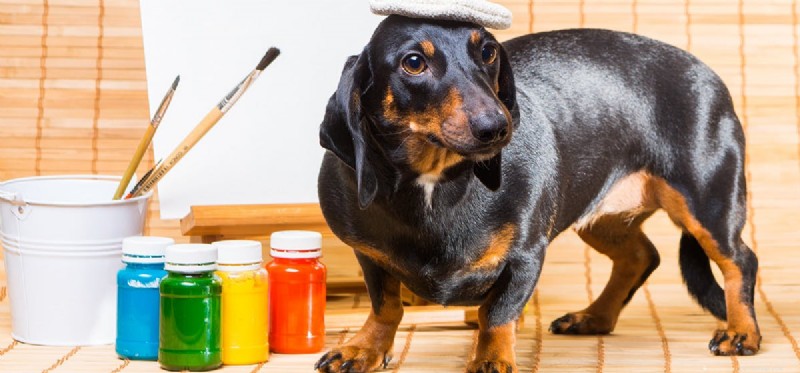 Umí psi rozeznávat barvy?