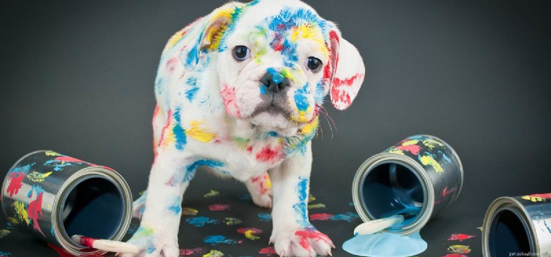 Kan hundar känna igen färger?
