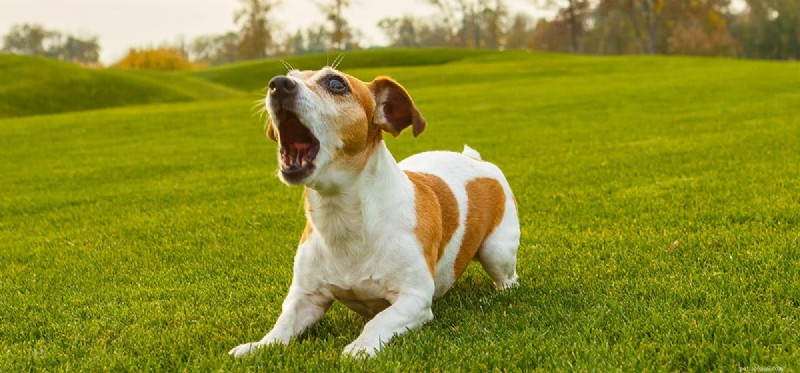 개가 자신의 짖는 소리를 인식할 수 있습니까?