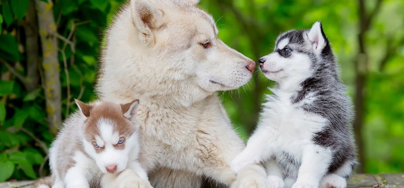 Mohou se psi rozeznat podle čichu?