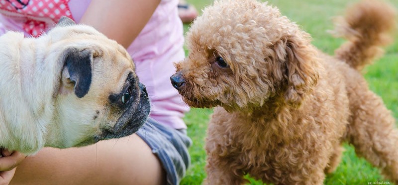 Kan hundar känna igen sig på lukt?
