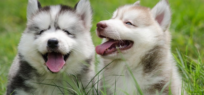 Mohou se psi rozeznat podle čichu?