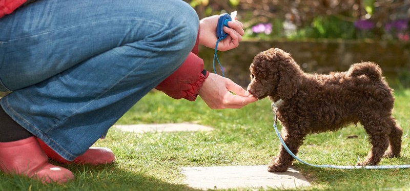 犬は匂いで自分自身を認識できますか?