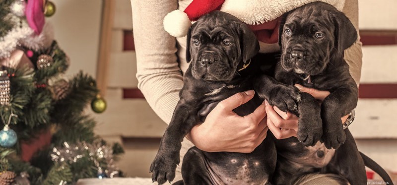 Les chiens peuvent-ils se souvenir d événements passés ?