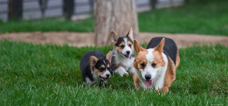 犬は過去の出来事を覚えているか?