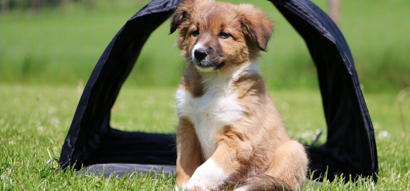 Os cães podem se lembrar de eventos passados?