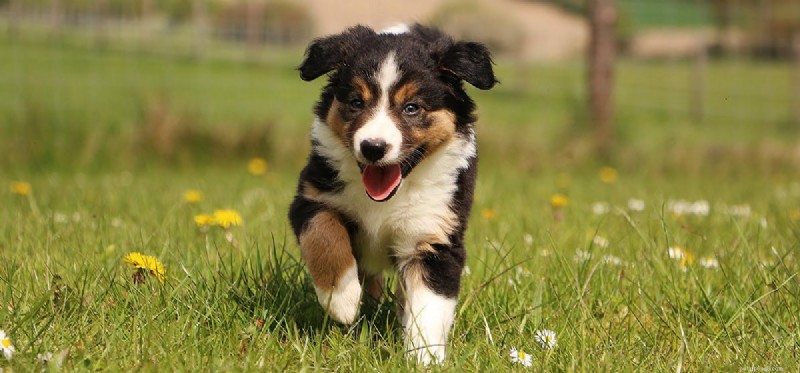 Les chiens peuvent-ils se souvenir d événements passés ?