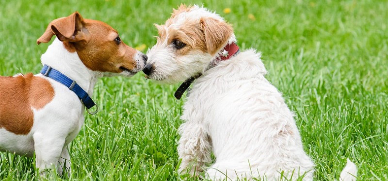 Kunnen honden geuren onthouden?