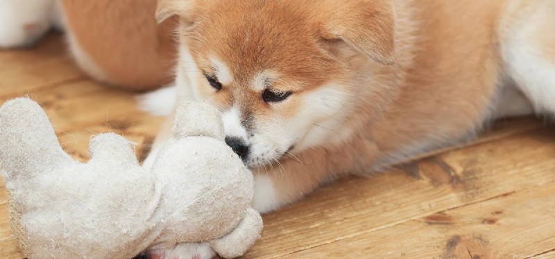 개는 냄새를 기억할 수 있습니까?