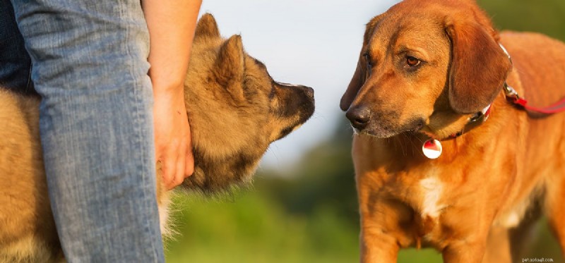 I cani possono ricordare gli odori?