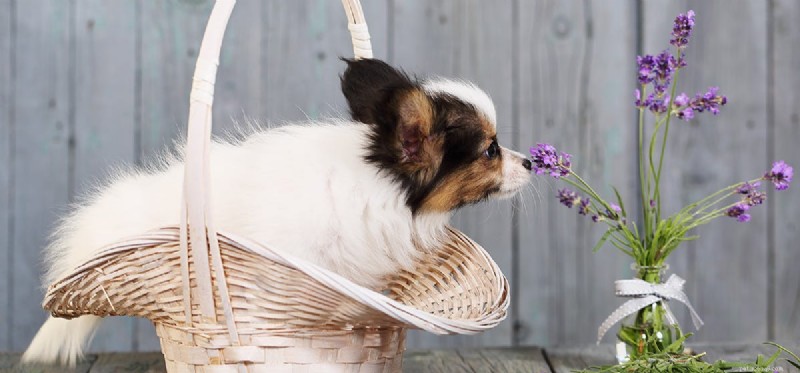 Kan hundar komma ihåg lukter?