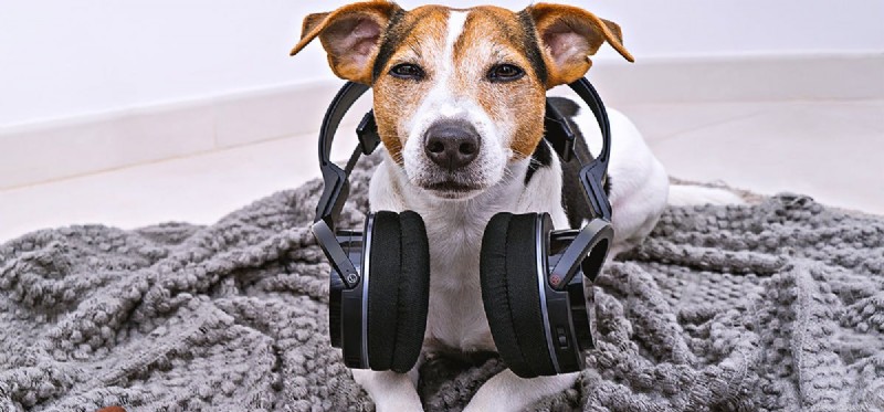 Kan hundar komma ihåg låtar?