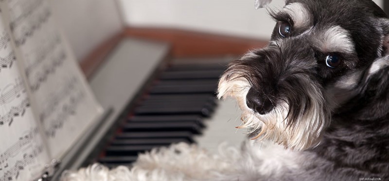 Mohou si psi pamatovat písničky?