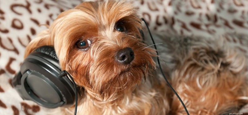 Os cães podem se lembrar de músicas?