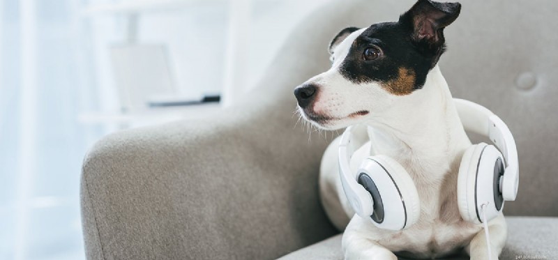 Os cães podem se lembrar de músicas?