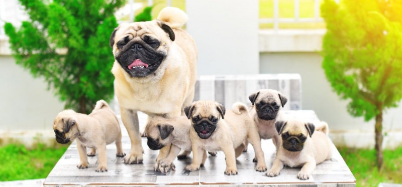 Os cães podem se lembrar de suas mães?