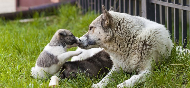 Os cães podem se lembrar de suas mães?