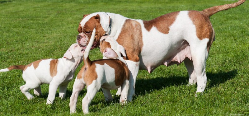 Kunnen honden hun moeders onthouden?