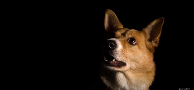 Os cães conseguem enxergar em um quarto escuro?