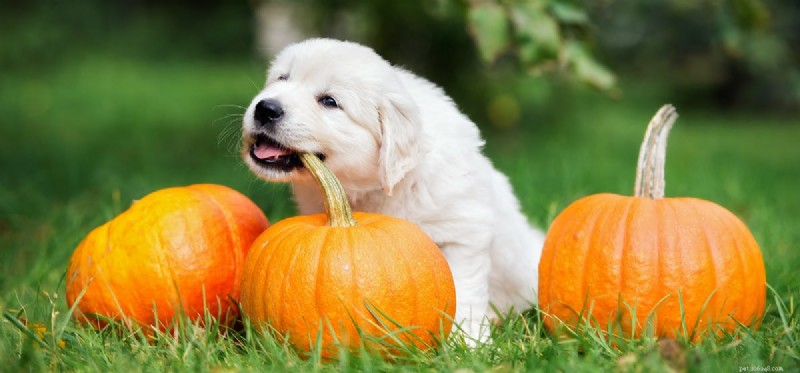 Могут ли собаки видеть апельсин?