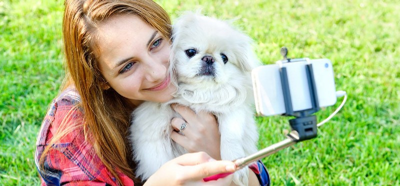 Os cães podem ver fotos em um telefone?