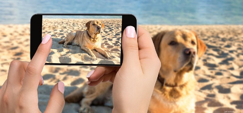 Kan hundar se bilder på en telefon?