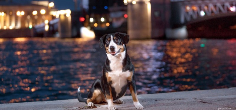 Os cães podem sentir a lua cheia?