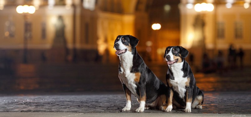 Kunnen honden een volle maan voelen?