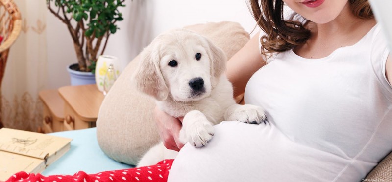 Os cães podem sentir um novo bebê?