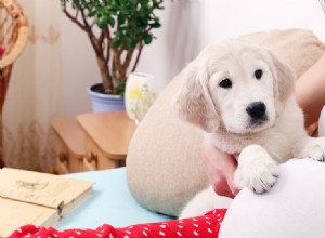 犬は生まれたばかりの赤ちゃんを感知できますか?