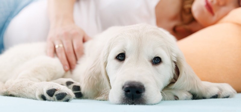 Kunnen honden een nieuwe baby voelen?