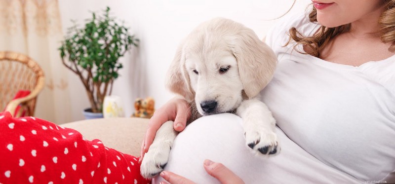 Os cães podem sentir um novo bebê?