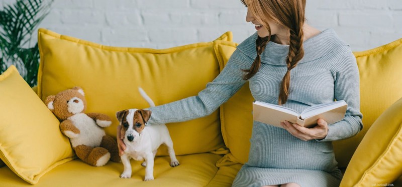 Os cães podem sentir um novo bebê?