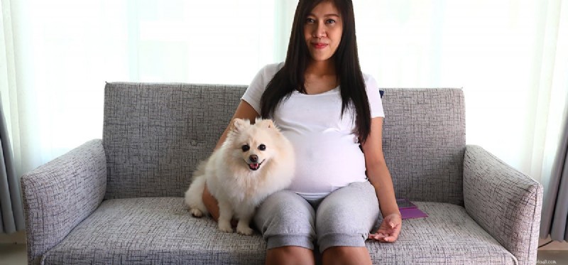 개는 자궁에 있는 아기를 감지할 수 있습니까?